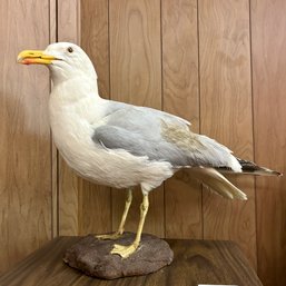 Taxidermy: Seagull 57670 (BSMT)