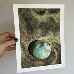 Artist Signed Watercolor Print, Seashell, Unframed (IS)