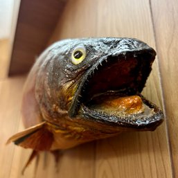 Taxidermy: Mounted Trout (bsmt)