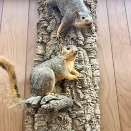 Taxidermy: Pair Of Gray Squirrels (BSMT)