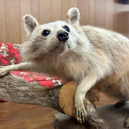 Taxidermy: Blonde Raccoon (bsmt)