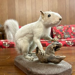 Taxidermy: White Squirrel (bsmt)