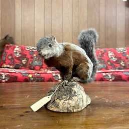Taxidermy: Gray Squirrel (bsmt)