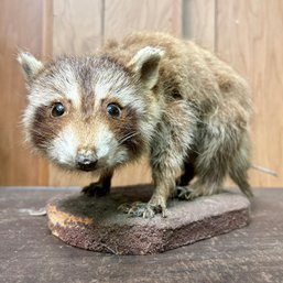 Taxidermy: Raccoon (BSMT)