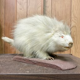 Taxidermy: White Porcupine (BSMT)