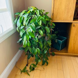 Live Hoya Trailing Houseplant In Pot With Stand (Dining Room)