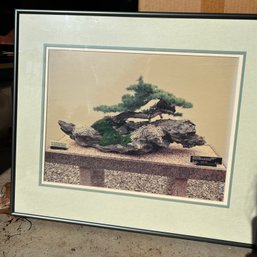 'American Larch On Dragon Rock' Framed Photograph (Garage Center)