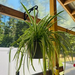 Pretty, Well Cared For Hanging Spider Plant (Porch)