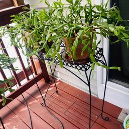 Pair Of Healthy Christmas Cactus Plants & Metal Plant Stand (porch)