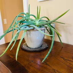Aloe Plant (Master Bedroom)