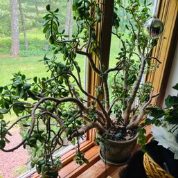 Very Large Live Potted Jade (Den)