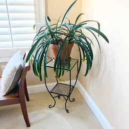 Live Plant On Mosaic Stand (Master Bedroom)