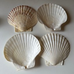 Four Shell Trinket Dishes  (Basement)