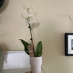 Live Potted Orchid