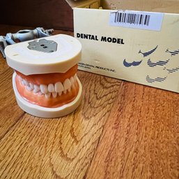 Kilgore Dental Model (BR)