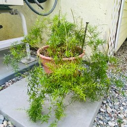 Healthy Asparagus Fern In 10' Pot (Yard)