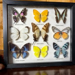 Wow! Gorgeous Mounted BUTTERFLY SPECIMENS In Glass Framed Shadowbox (garageUP)