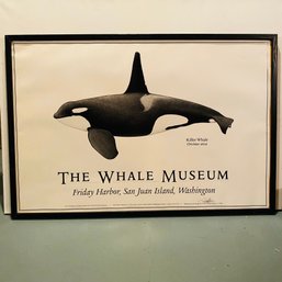 Large Framed Killer Whale Print From The Whale Museum (Basement Right)