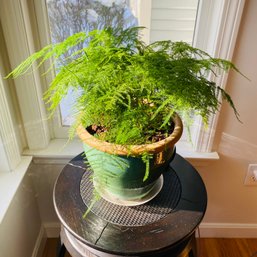 Live Asparagus Fern With Planter (Diningroom)