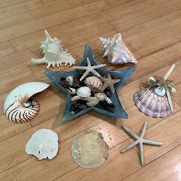 Stunning Collection Of Real Shells, Large, Plus Lovely Seablue Glass Starfish Dish (apt)