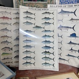 Trio Of Large Fishing Posters On Mounted Boards (b2)