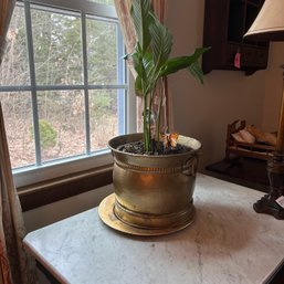 Planted Peace Lily In 10' Brass Tone Planter (LRoom)