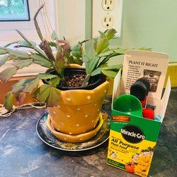 Sweet Little Christmas Cactus Plant In Adorable Yellow Pot With Food! (Kitchen)