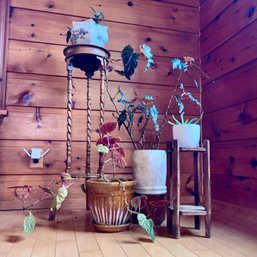Gorgeous Lot Of Potted LIVE PLANTS With Plant Stands! (LR)