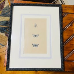 Vintage Common Blue Butterfly Print In Frame (Office)