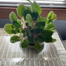 Live Plant, African Violet (BR1)