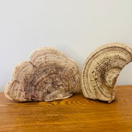 Cool! Pair Of Dried Mushrooms Decor (LR)