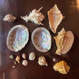 Beautiful Assorted Seashell Lot (Basement)
