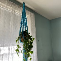 Live Hanging Plant (office)