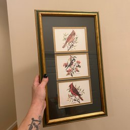 Lovely Framed Trio Of Illustrated Bird Prints (DR)