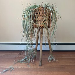Wicker Plant Stand With Live Spider Plant (DR)
