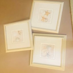 Trio Of Shell Themed Art Prints, Signed By Artist (BSMT)