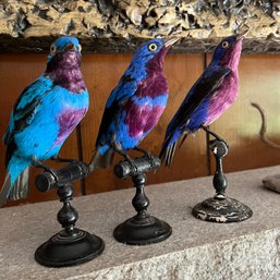 Colorful Bird Taxidermy (den)