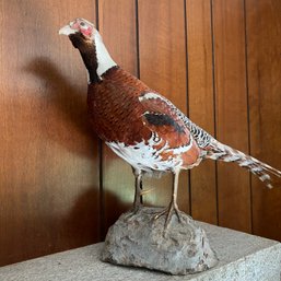 Taxidermy Pheasant (den - 56989)
