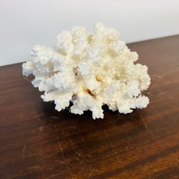 Piece Of Coral (KL)