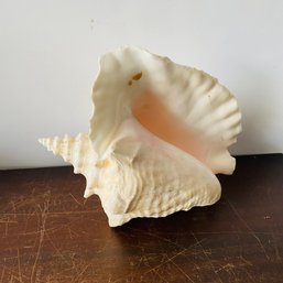 Large Conch Seashell (NK)