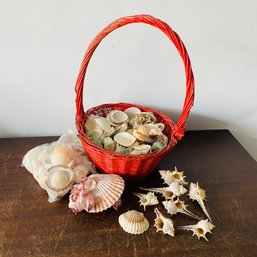 Assorted Seashells In Red Basket Lot (NK)