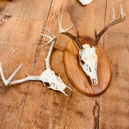 Pair Of Small Animal Skulls With Antlers, One Mounted On Wood Frame (barn)