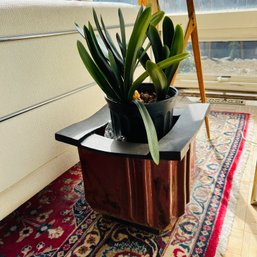 Foliage Plant In Large Ceramic Planter (sunroom)
