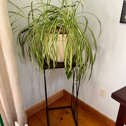 Plant Stand With Live Plant (DR)