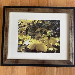 Pretty Framed & Matted Photo Of Yellow Maple Leaves (LR)