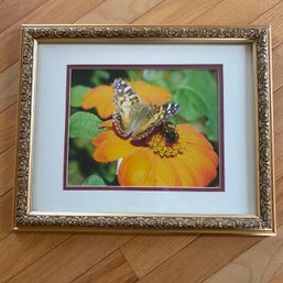 Beautiful Framed Photo Of A Butterfly & Flowers In Gold Ornate Frame (LR)