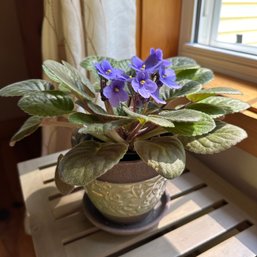 Beautiful African Violet In Pot (LR)