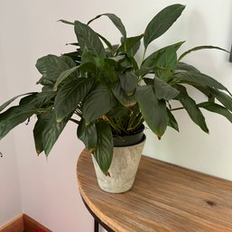 Live Potted Plant (DR)