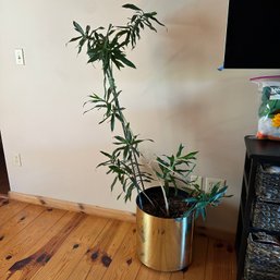 Large Live Plant In Pot (LR)