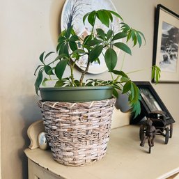 Live Plant In Basket (DR)